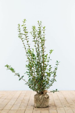 Osmanthus × burkwoodii 60-80 cm