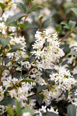 Osmanthus × burkwoodii 60-80 cm - Rodklump