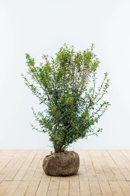 Osmanthus × burkwoodii 80-100 cm