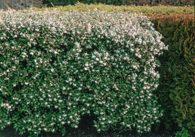 Osmanthus × burkwoodii 80-100 cm