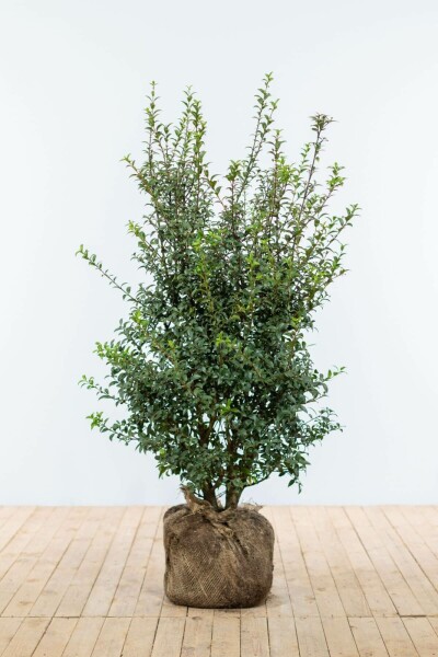 Osmanthus × burkwoodii 100-125 cm