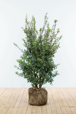 Osmanthus × burkwoodii 100-125 cm