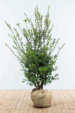 Osmanthus × burkwoodii 125-150 cm