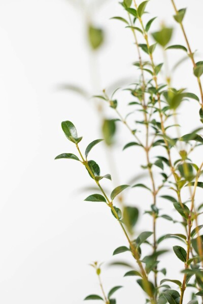Osmanthus × burkwoodii 125-150 cm