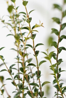 Osmanthus × burkwoodii 125-150 cm
