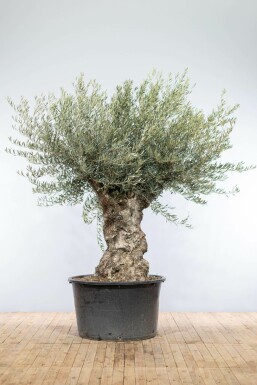 Oliven Olea europaea bonsai 200-225 potte 100-120