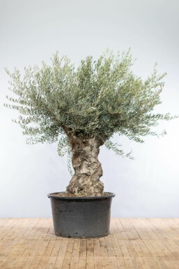 Oliven Olea europaea bonsai 200-225 potte 100-120 Olea europaea 200-225 cm