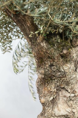 Oliven Olea europaea bonsai 175-200 potte 30-40