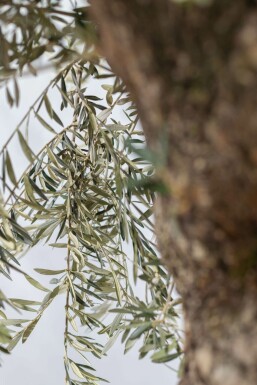 Oliven Olea europaea bonsai 175-200 potte 30-40