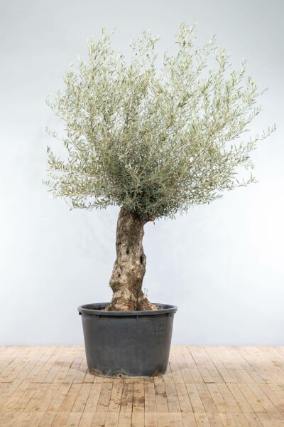 Oliven Olea europaea bonsai 175-200 potte 40-60 Olea europaea 175-200 cm