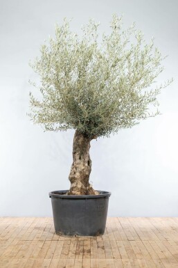 Oliven Olea europaea bonsai 175-200 potte 60-80 Olea europaea 175-200 cm
