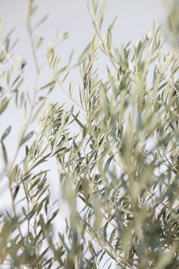 Oliven Olea europaea bonsai 175-200 potte 60-80 Olea europaea 175-200 cm