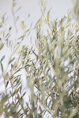 Oliven Olea europaea bonsai 175-200 potte 60-80 Olea europaea 175-200 cm