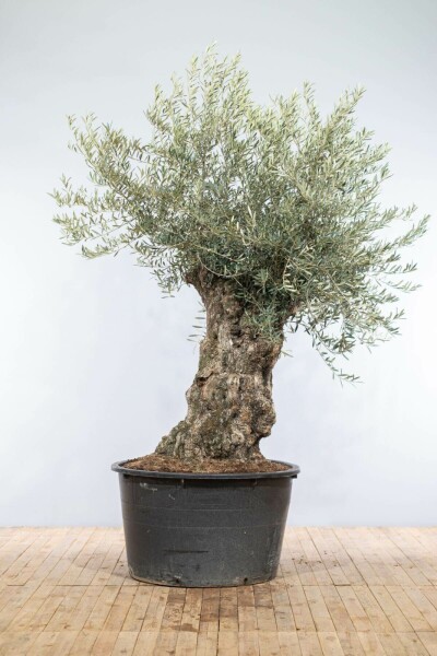 Oliven Olea europaea bonsai 200-225 potte 80-100 Olea europaea 200-225 cm