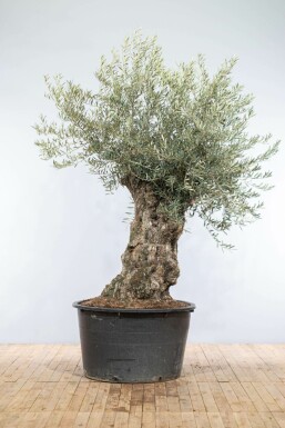 Oliven Olea europaea bonsai 200-225 potte 80-100
