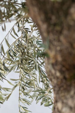 Olea europaea 200-225 cm