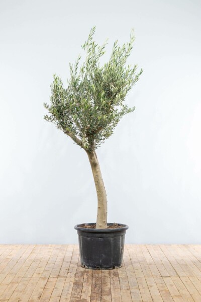 Olea europaea 175-200 cm