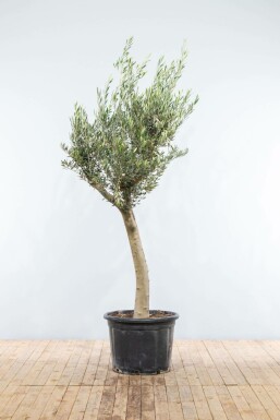 Oliven Olea europaea knudret 175-200 potte 30-40 Olea europaea 175-200 cm