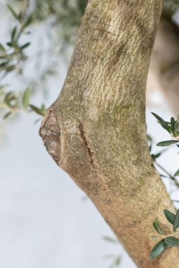 Oliven Olea europaea knudret 175-200 potte 30-40 Olea europaea 175-200 cm
