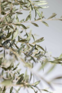 Olea europaea 175-200 cm