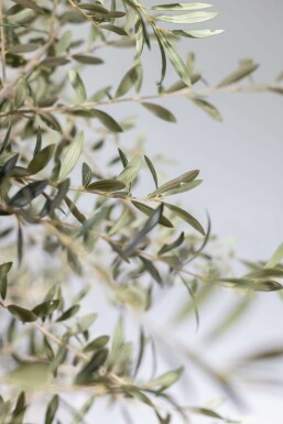 Oliven Olea europaea knudret 175-200 potte 30-40