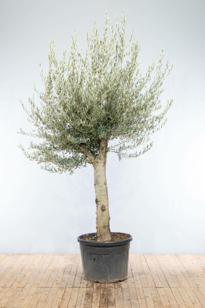 Olea europaea 200-225 cm