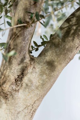 Olea europaea 200-225 cm