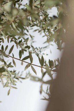 Olea europaea 200-225 cm