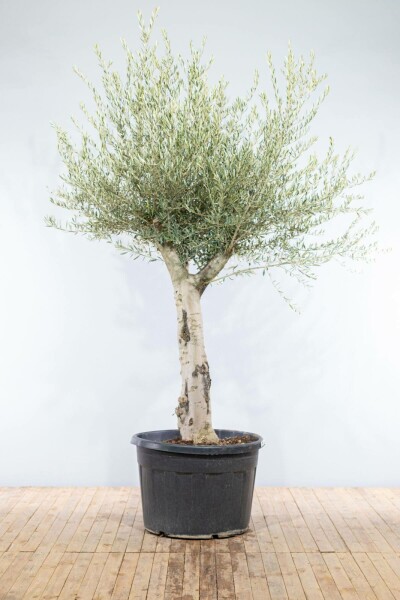Oliven Olea europaea knudret 200-225 potte 50-60 Olea europaea 200-225 cm