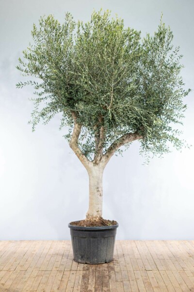 Oliven Olea europaea knudret 200-225 potte 60-70 Olea europaea 200-225 cm