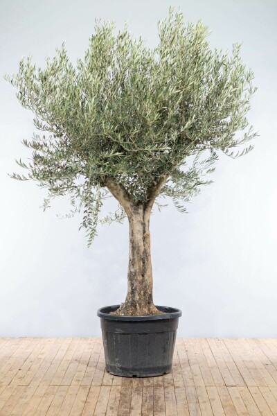 Olea europaea 175-200 cm