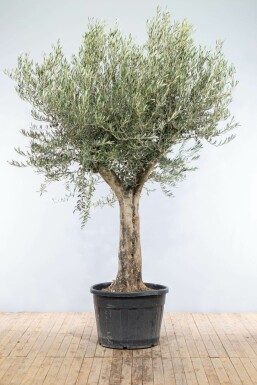 Oliven Olea europaea knudret 175-200 potte 30-40 Olea europaea 175-200 cm