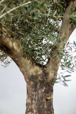 Olea europaea 175-200 cm