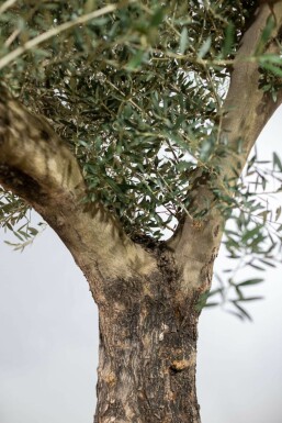 Oliven Olea europaea knudret 175-200 potte 30-40