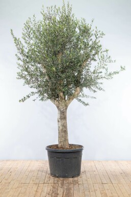 Oliven Olea europaea knudret 200-225 potte 40-50