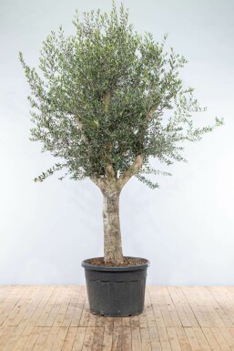 Oliven Olea europaea knudret 200-225 potte 40-50 Olea europaea 200-225 cm