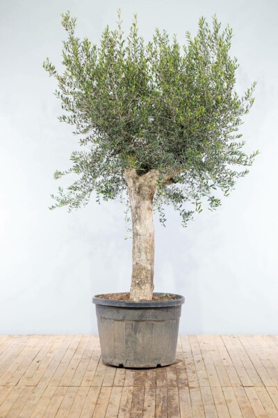 Oliven Olea europaea knudret 200-225 potte 50-60 Olea europaea 200-225 cm