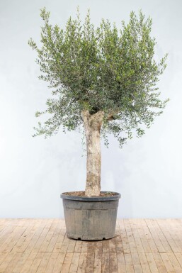 Oliven Olea europaea knudret 200-225 potte 50-60 Olea europaea 200-225 cm