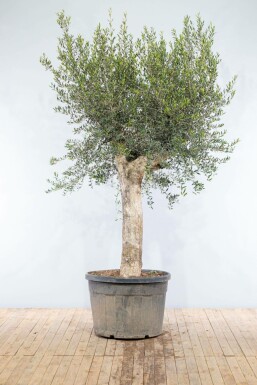 Oliven Olea europaea knudret 200-225 potte 50-60