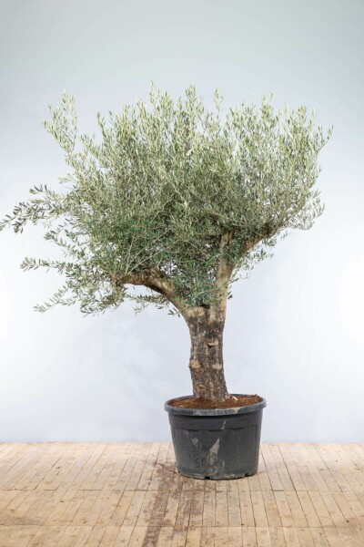 Oliven Olea europaea knudret 200-225 potte 60-70 Olea europaea 200-225 cm
