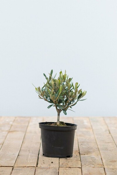 Olea europaea 20-30 cm