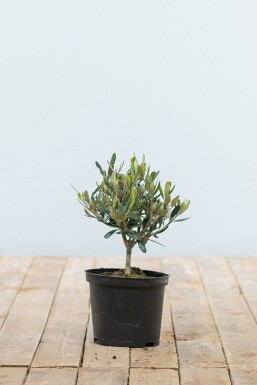 Oliven Olea europaea ministem 20-30 potte Olea europaea 20-30 cm