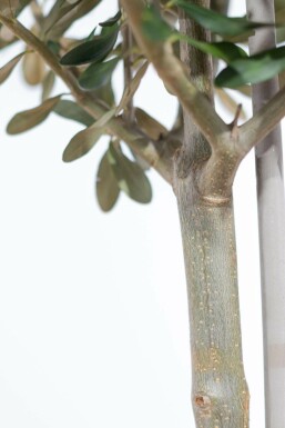 Olea europaea 20-30 cm