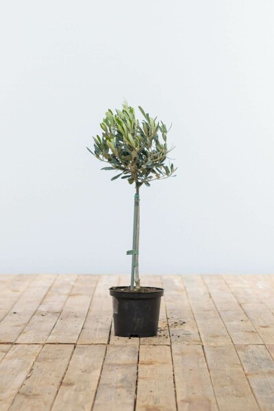 Olea europaea 40-60 cm