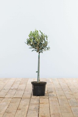 Oliven Olea europaea ministem 40-60 potte Olea europaea 40-60 cm