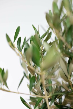 Oliven Olea europaea ministem 40-60 potte Olea europaea 40-60 cm