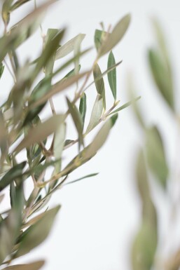 Oliven Olea europaea ministem 40-60 potte Olea europaea 40-60 cm