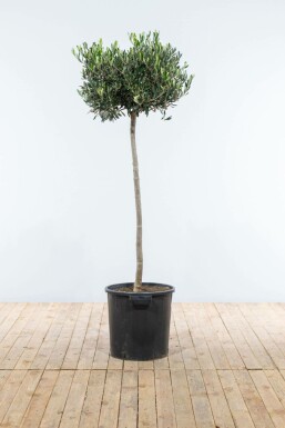 Oliven Olea europaea med stamme 150-175 potte 10-15 Olea europaea 150-175 cm