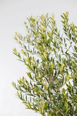 Oliven Olea europaea med stamme 150-175 potte 10-15