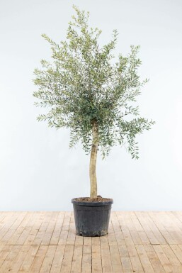 Olea europaea